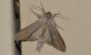 Cucullia umbratica